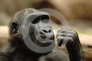 Ape eating grass photo