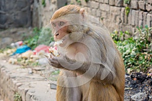 Ape eating at the hindu temple