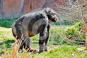 Ape eating a leaf