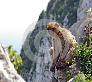 Ape of Gibraltar photo