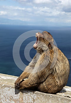 Ape of Gibraltar