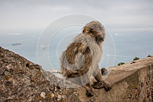 Ape of Gibraltar photo