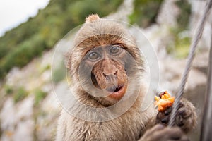 Ape of Gibraltar photo