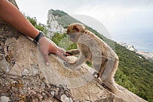 Ape of Gibraltar photo