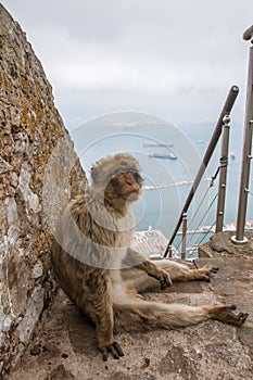 Ape of Gibraltar photo