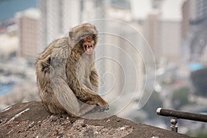 Ape of Gibraltar photo