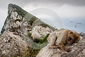 Ape of Gibraltar photo