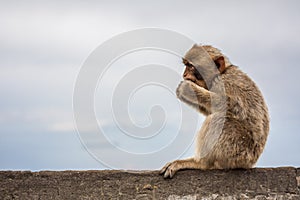 Ape of Gibraltar photo