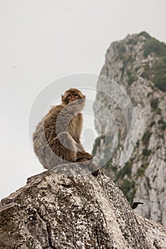 Ape of Gibraltar photo