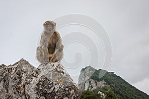 Ape of Gibraltar photo