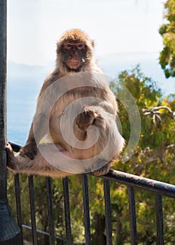 Ape in Gibraltar