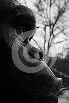 Ape Head sculpture - Black and white photo