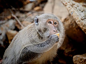 Ape in Koh Chang