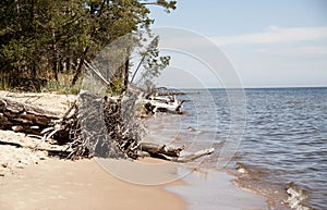 Ð¡ape Kolka, Gulf of Riga. The trees lie in water at the coast o