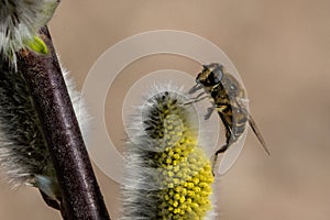 Bee on yellow flower Ape Macro photo