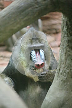 Ape Mandrill