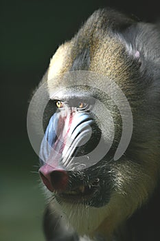 Ape Mandrill Male