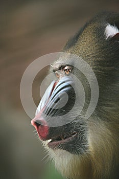 Ape Mandrill Male, Monkey