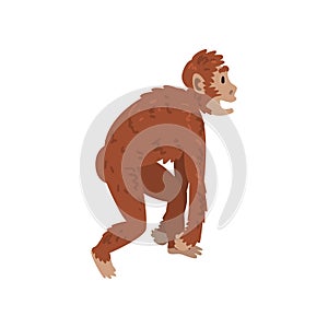 Ape Monkey, Driopitek, Biology Human Evolution Stage, Evolutionary Process of Woman Vector Illustration