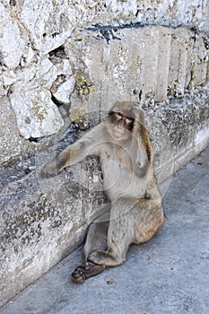 Ape or monkey in Gibraltar