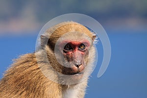 Ape monkey in wilderness looking with eyes contact to camera