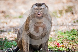 Ape at the park in Phuket. Thailand. Macaca leonina. Northern Pig-tailed Macaque