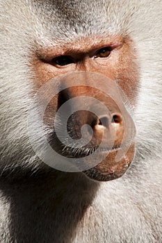 Ape portrait