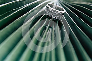 Ape shape ring on green leaf