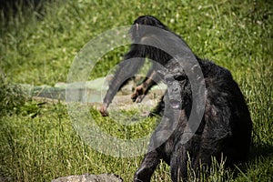 Ape sitting on the grass with young chimp in the background