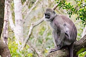 Ape sitting in the Jungle