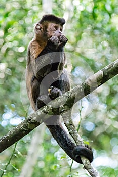 Ape sitting in the Jungle