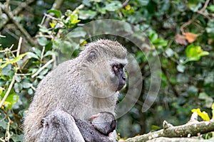 Ape sitting in the Jungle