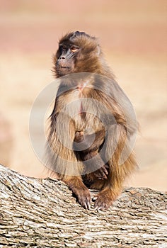 Ape sitting on a tree stem