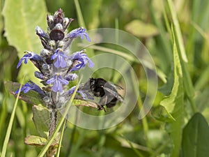 Ape succhia il polline da un fiore viola