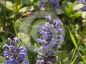 Ape in volo per spostarsi di fiore in fiore per la raccolta del polline