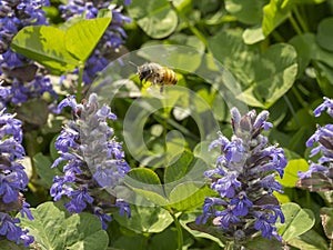 Ape in volo tra dei fiori viola per la raccolta del polline