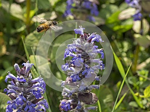 Ape in volo tra dei fiori viola per la raccolta del polline in un prato delle campagne piemontesi