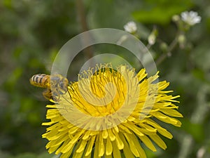 Ape in volo verso un fiore di tarassaco