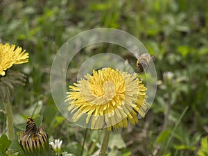 Ape in volo verso un fiore di tarassaco per la raccolta del polline