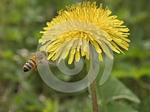 Ape in volo verso un fiore di tarassaco photo