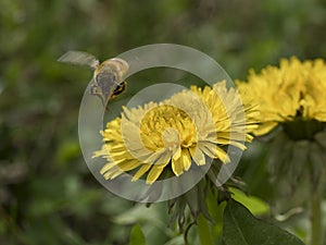 Ape in volo verso un fiore di tarassaco photo