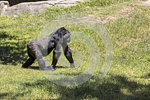 Ape walks on all fours across grassy lawn