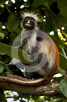 Ape in zanzibar