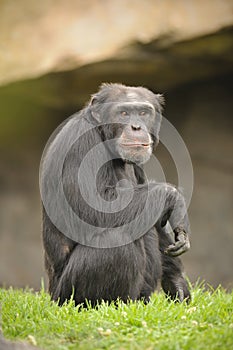 Ape at the zoo