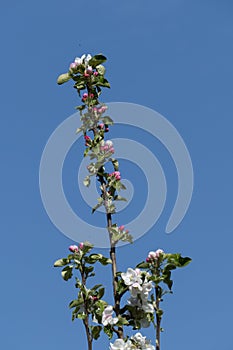Apel blossom in white, pink with blurred background