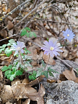 The Apennine anemone, a small purple flower of the woods. It is a herbaceous plant photo