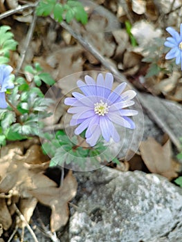 The Apennine anemone, a small purple flower of the woods. It is a herbaceous plant