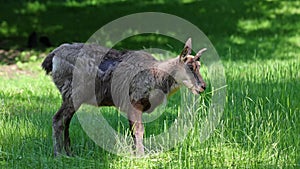 Apennine chamois, Rupicapra pyrenaica ornata, is living in Italy and Spain