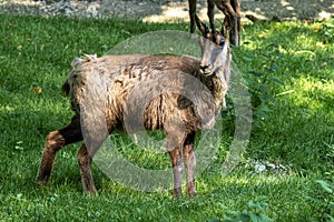 Apennine chamois, Rupicapra pyrenaica ornata, is living in Italy and Spain