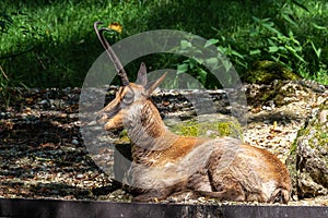 Apennine chamois, Rupicapra pyrenaica ornata, is living in Italy and Spain